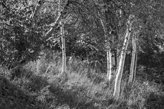 Posterazzi Sunlit Birches II Canvas Art - Sue Schlabach (24 x 36)