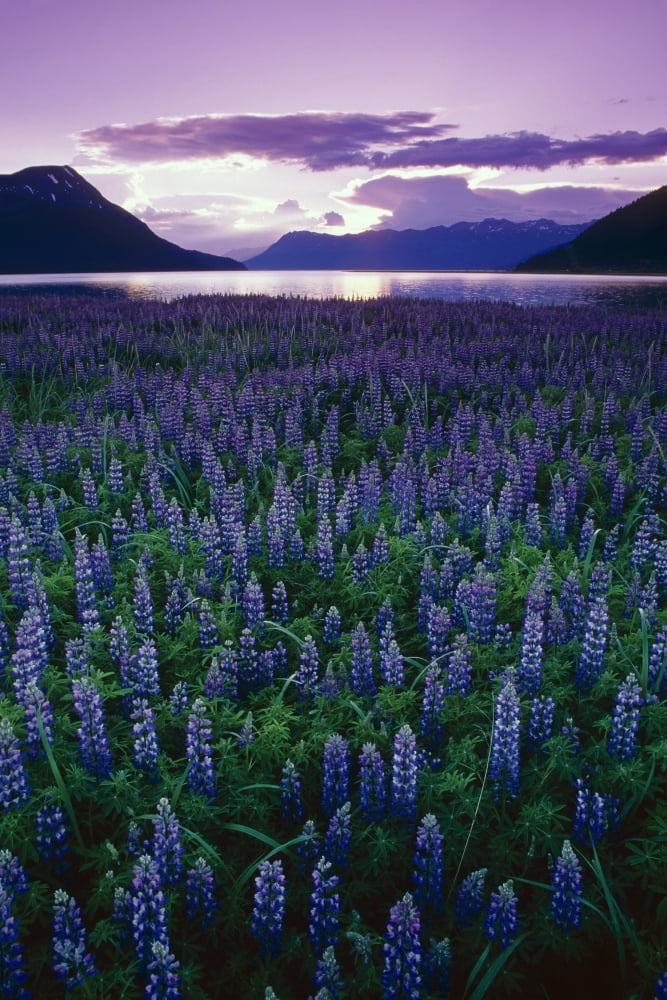 Posterazzi Sunset Turnagain Arm Field Of Lupine Southcentral Ak Summer Scenic Canvas Art - Michael DeYoung Design Pics (22 x 34)
