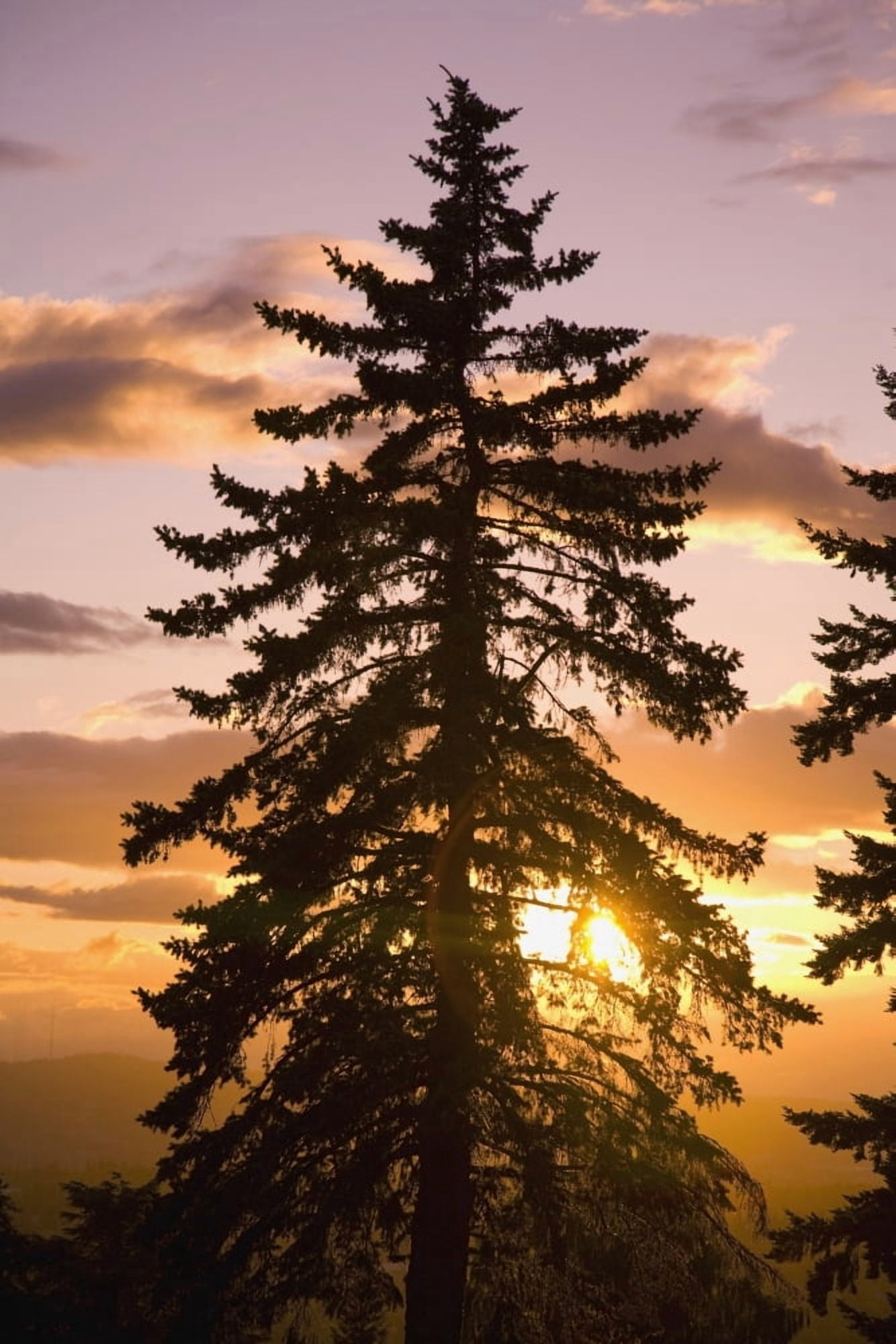 Posterazzi Sunset Willamette Valley Oregon Usa Canvas Art - Craig Tuttle  Design Pics (24 x 38)
