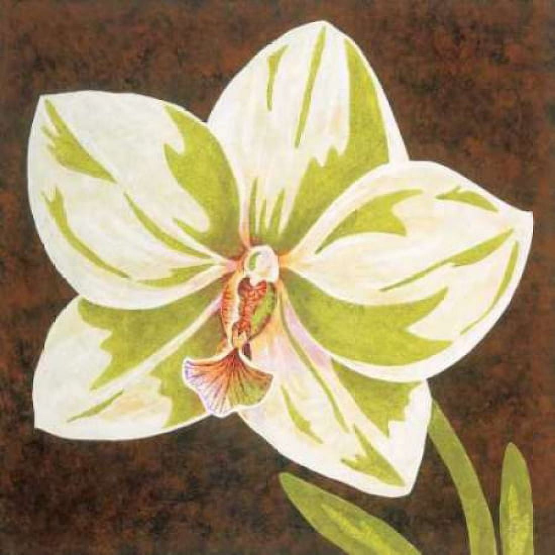 Posterazzi Surabaya Orchid Petites B Canvas Art - Judy Shelby (24 x 24)