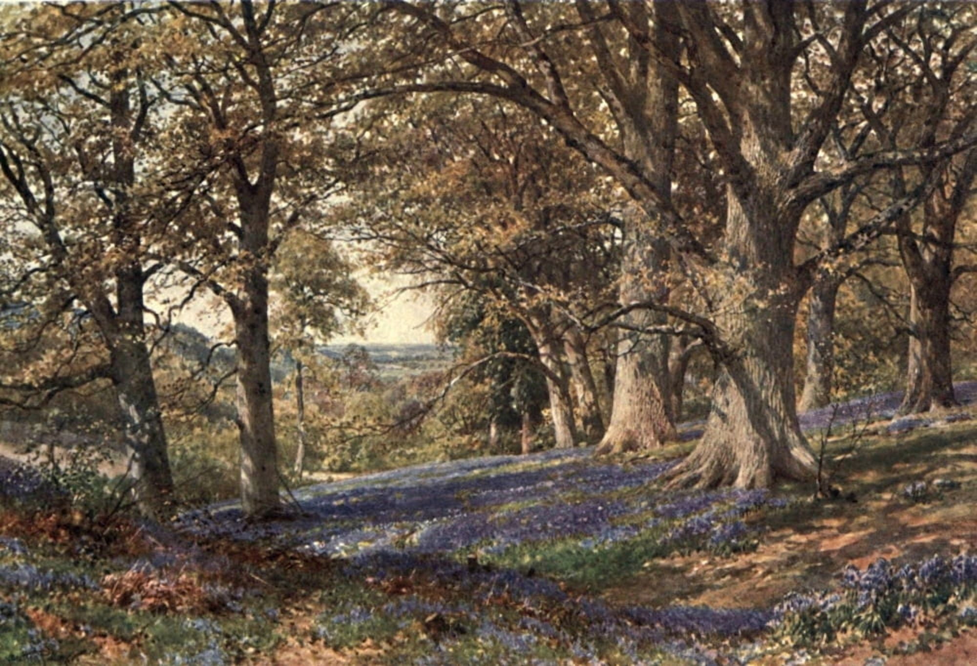 Posterazzi Surrey 1906 Slope of bluebells at Hascombe Canvas Art - Harold Sutton Palmer (24 x 36)