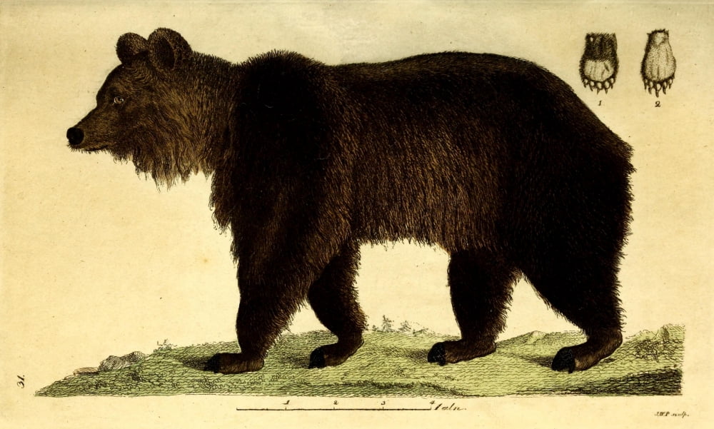 Posterazzi Svensk Zoologi 1806 Bear Canvas Art - JW Palmstruch (24 x 36)