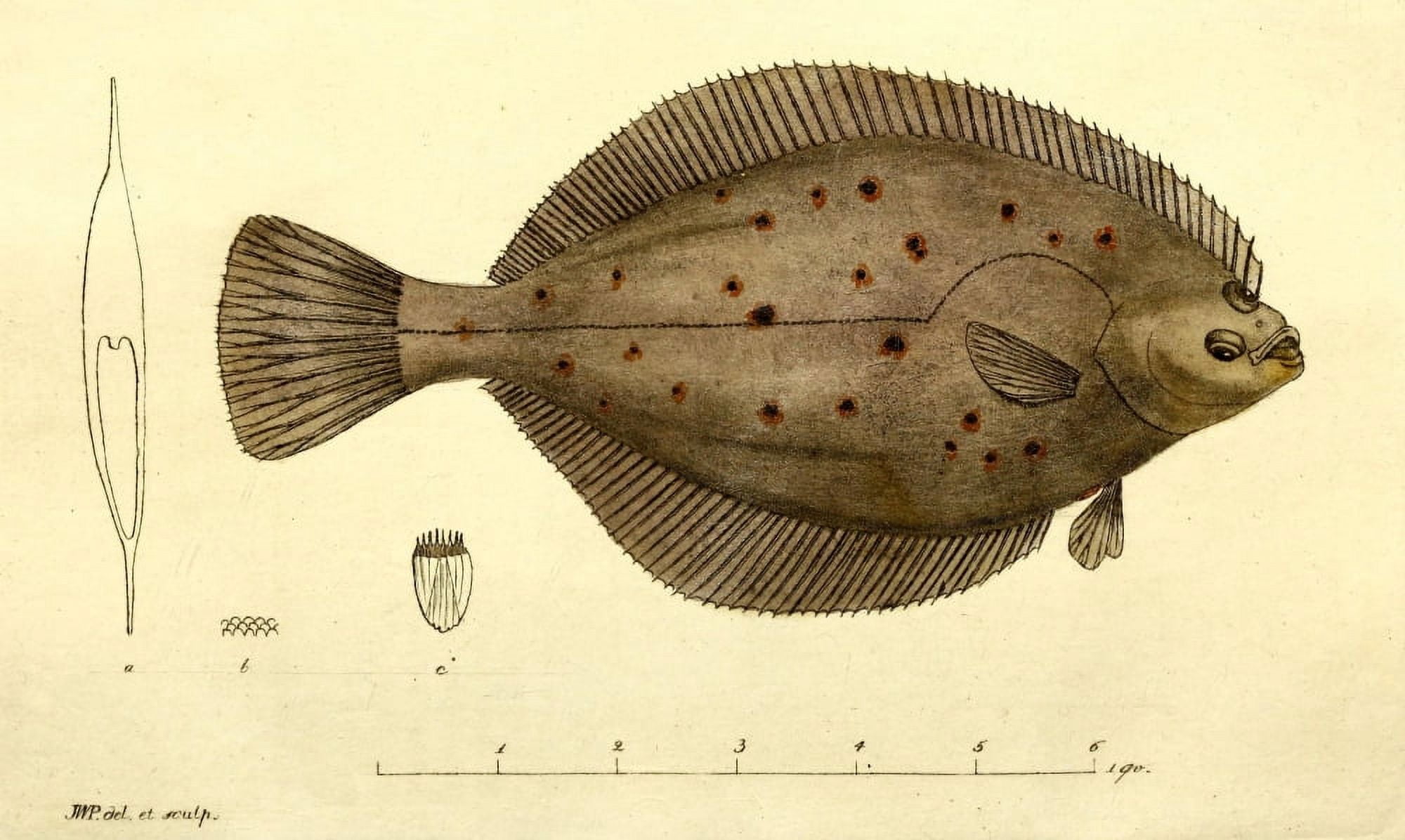 Posterazzi Svensk Zoologi 1806 Flounder Canvas Art - JW Palmstruch (24 x 36)
