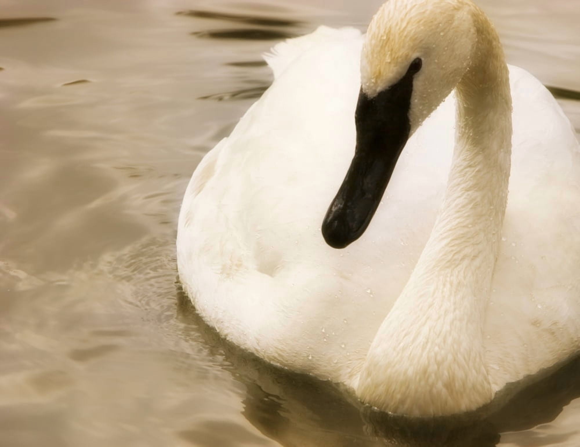 Posterazzi Swan Canvas Art - Chris and Kate Knorr Design Pics (34 x 26)