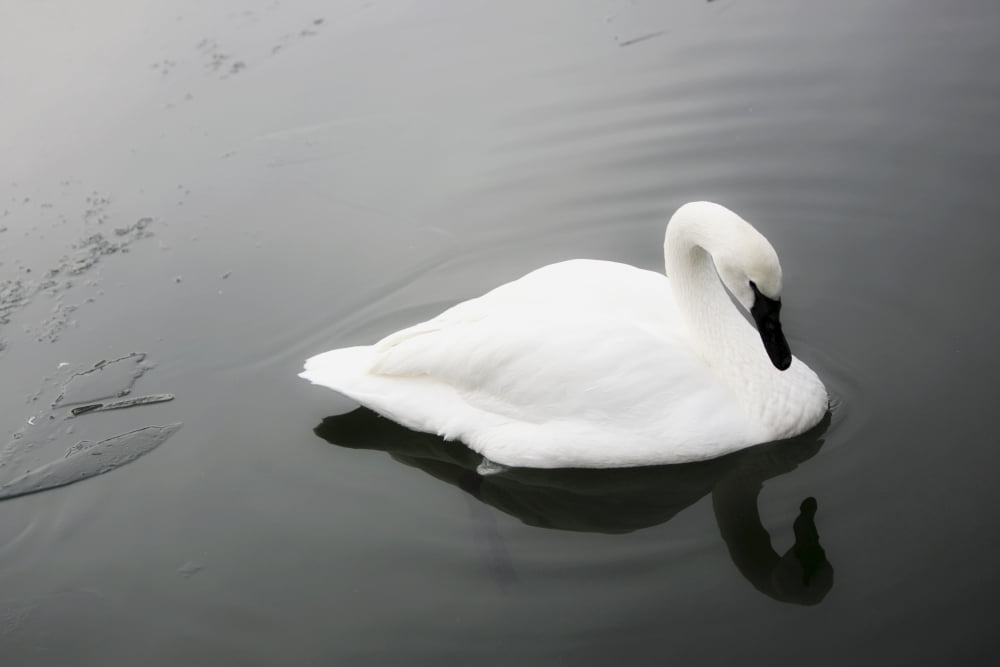 Posterazzi Swan In Calm Water Canvas Art - Richard Wear Design Pics (34 x 22)
