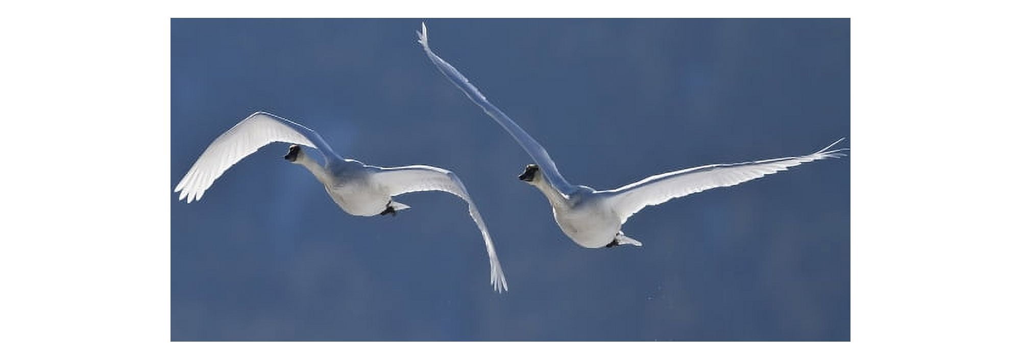 Posterazzi Swans Flying In Formation Yukon Canvas Art - Robert Postma Design Pics (44 x 15)