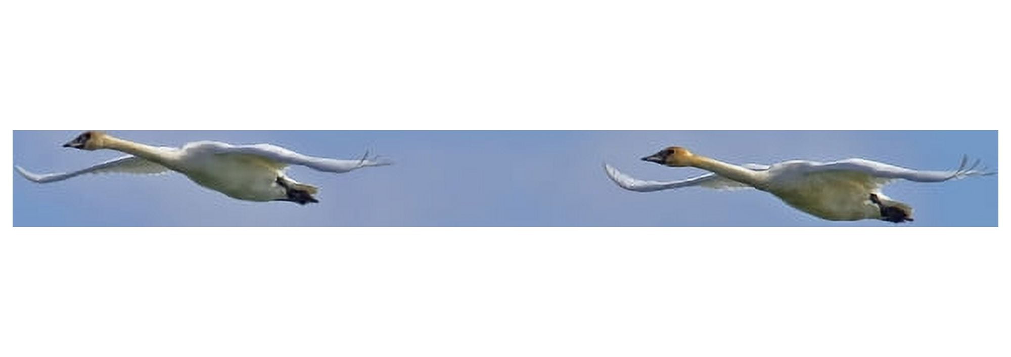 Posterazzi Swans In Flight Yukon Canvas Art - Robert Postma Design Pics (44 x 15)