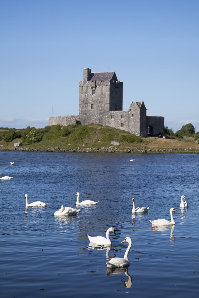 Posterazzi Swans On Water In Front Of Dunguaire Castle Kinvarra County Galway Ireland Canvas Art - Peter Zoeller Design Pics (24 x 38)
