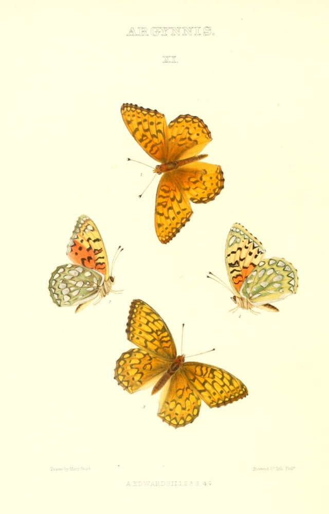 Posterazzi Synopsis of North American Butterflies 1979 Argynnis 1 Canvas Art - Mary Peart (24 x 36)