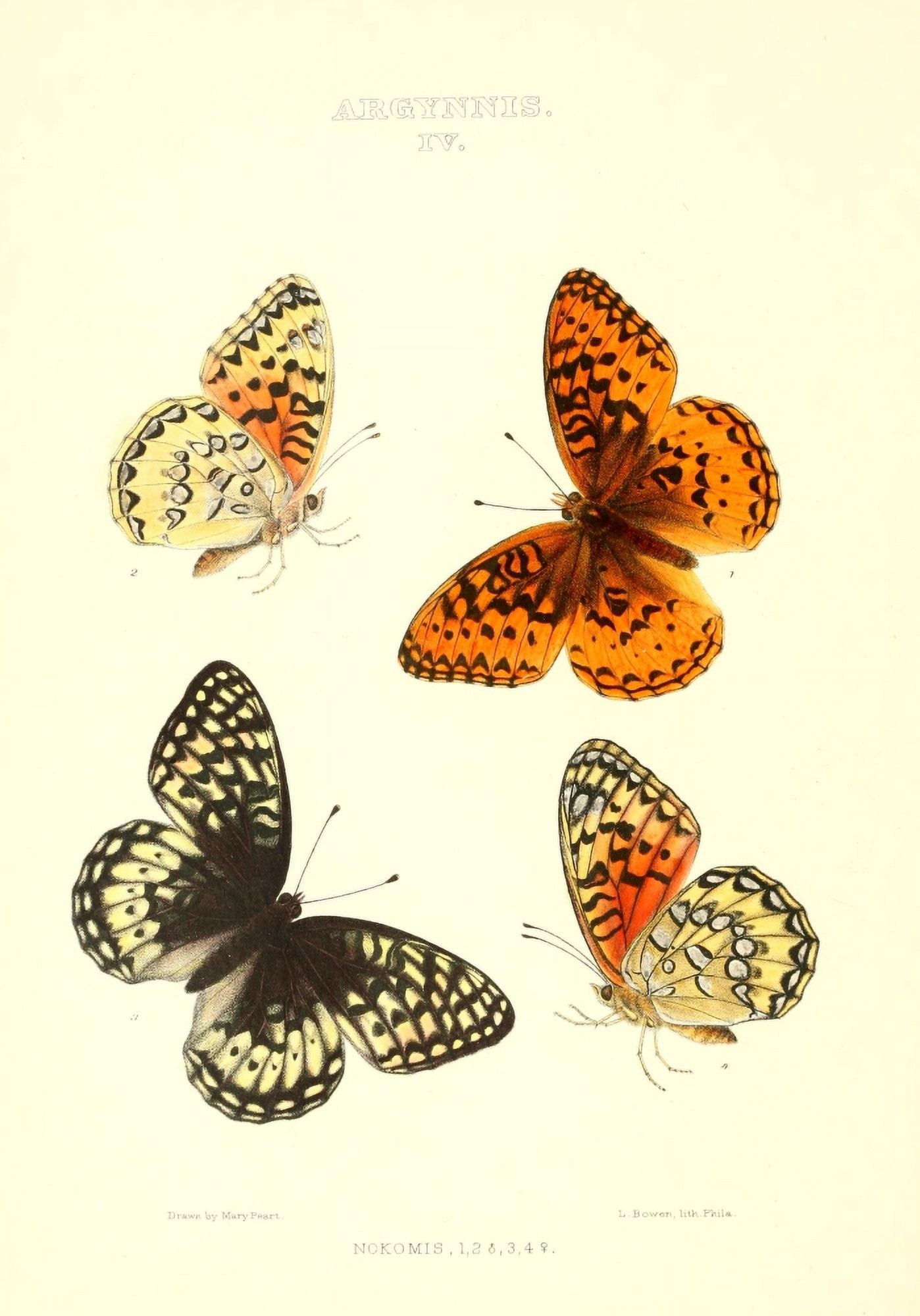 Posterazzi Synopsis of North American Butterflies 1979 Argynnis 7 Canvas Art - Mary Peart (24 x 36)