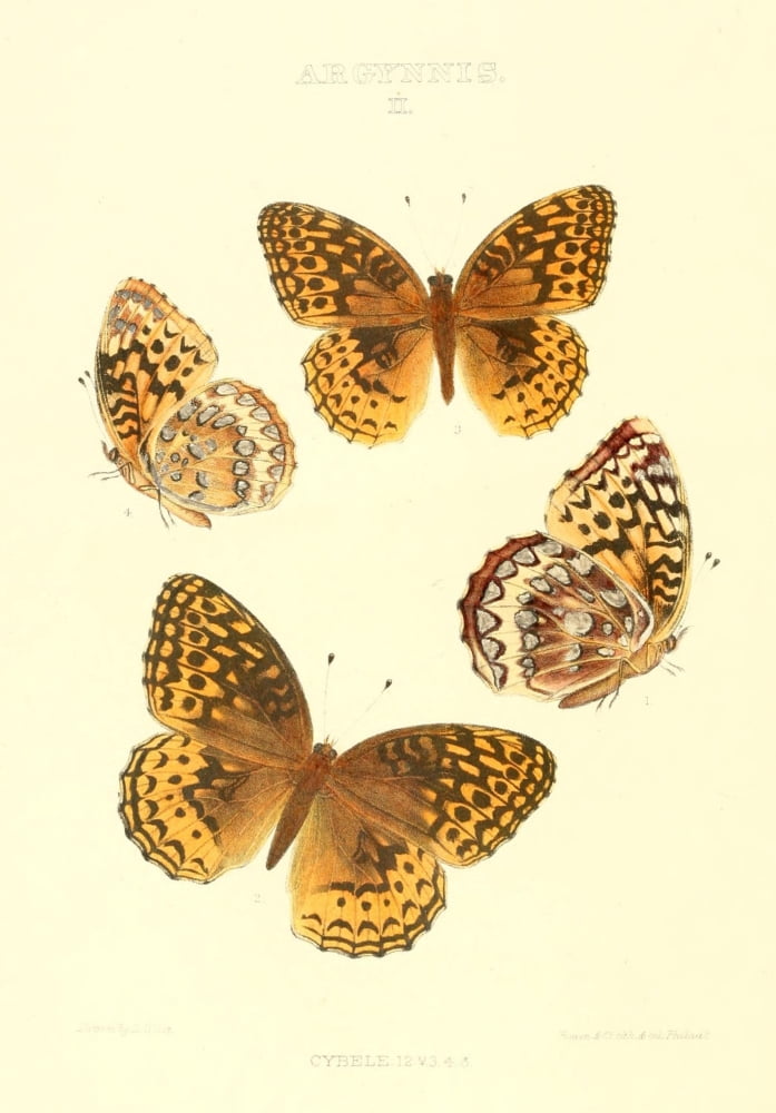 Posterazzi Synopsis of North American Butterflies 1979 Argynnis 9 Canvas Art - Mary Peart (24 x 36)