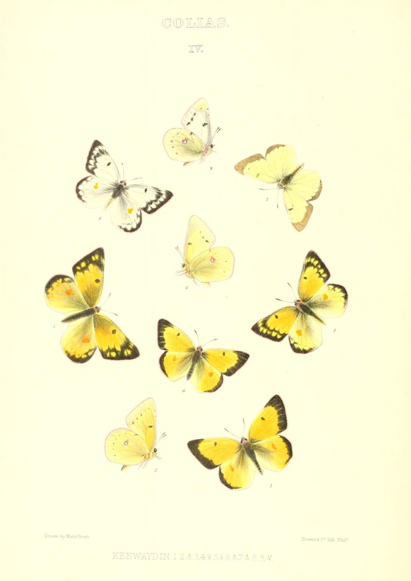 Posterazzi Synopsis of North American Butterflies 1979 Colias 1 Canvas Art - Mary Peart (24 x 36)