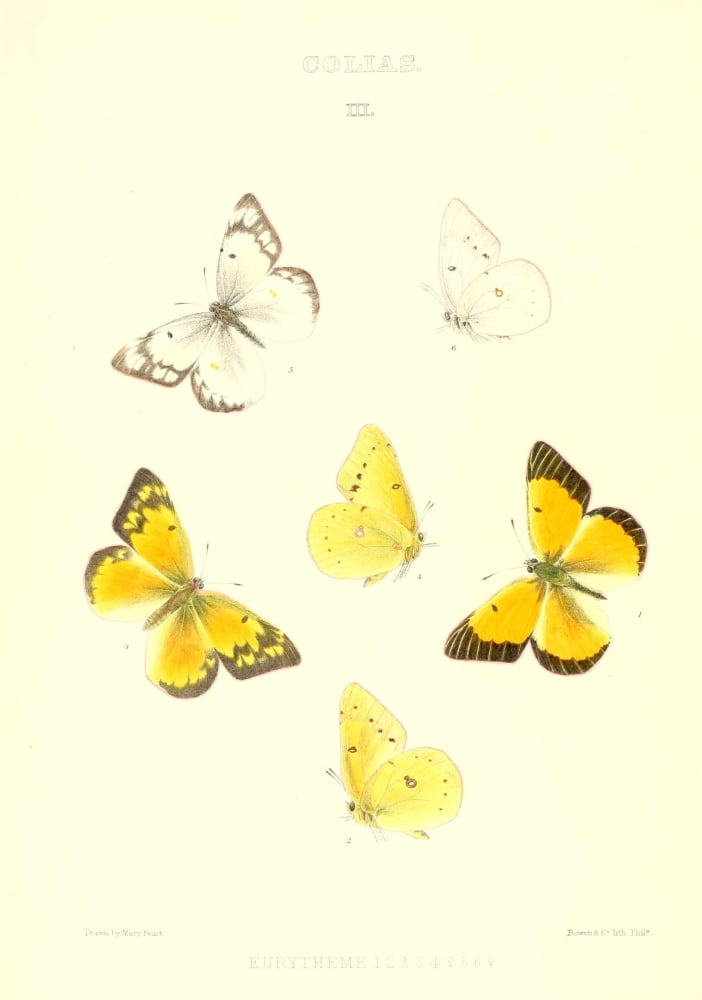 Posterazzi Synopsis of North American Butterflies 1979 Colias 3 Canvas Art - Mary Peart (24 x 36)