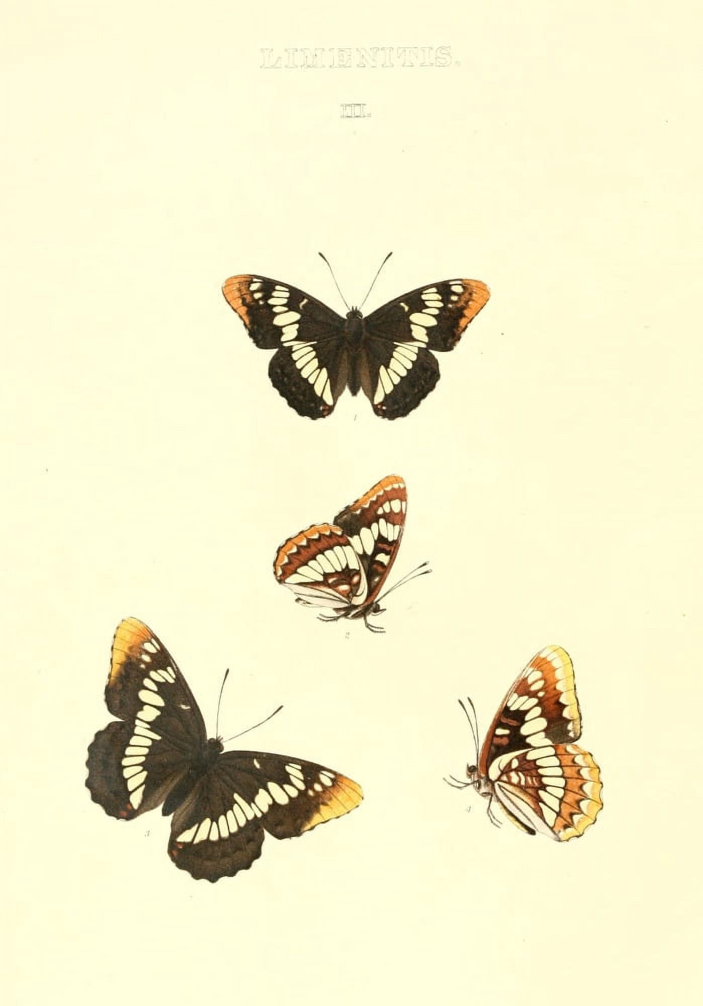 Posterazzi Synopsis of North American Butterflies 1979 Limenitis 2 Canvas Art - Mary Peart (24 x 36)