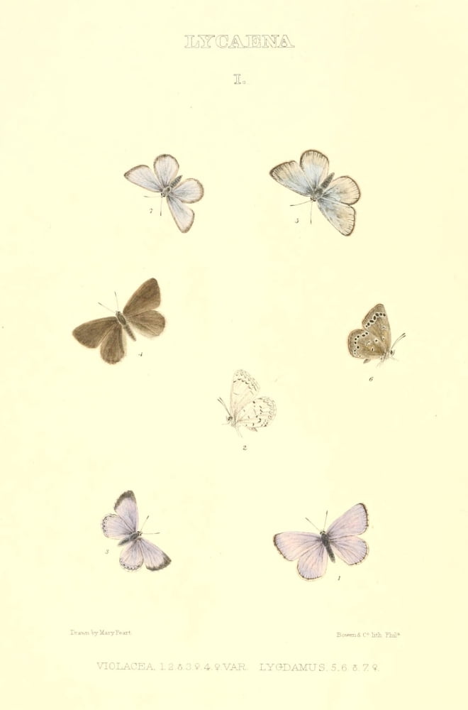 Posterazzi Synopsis of North American Butterflies 1979 Lycaena Canvas Art - Mary Peart (24 x 36)