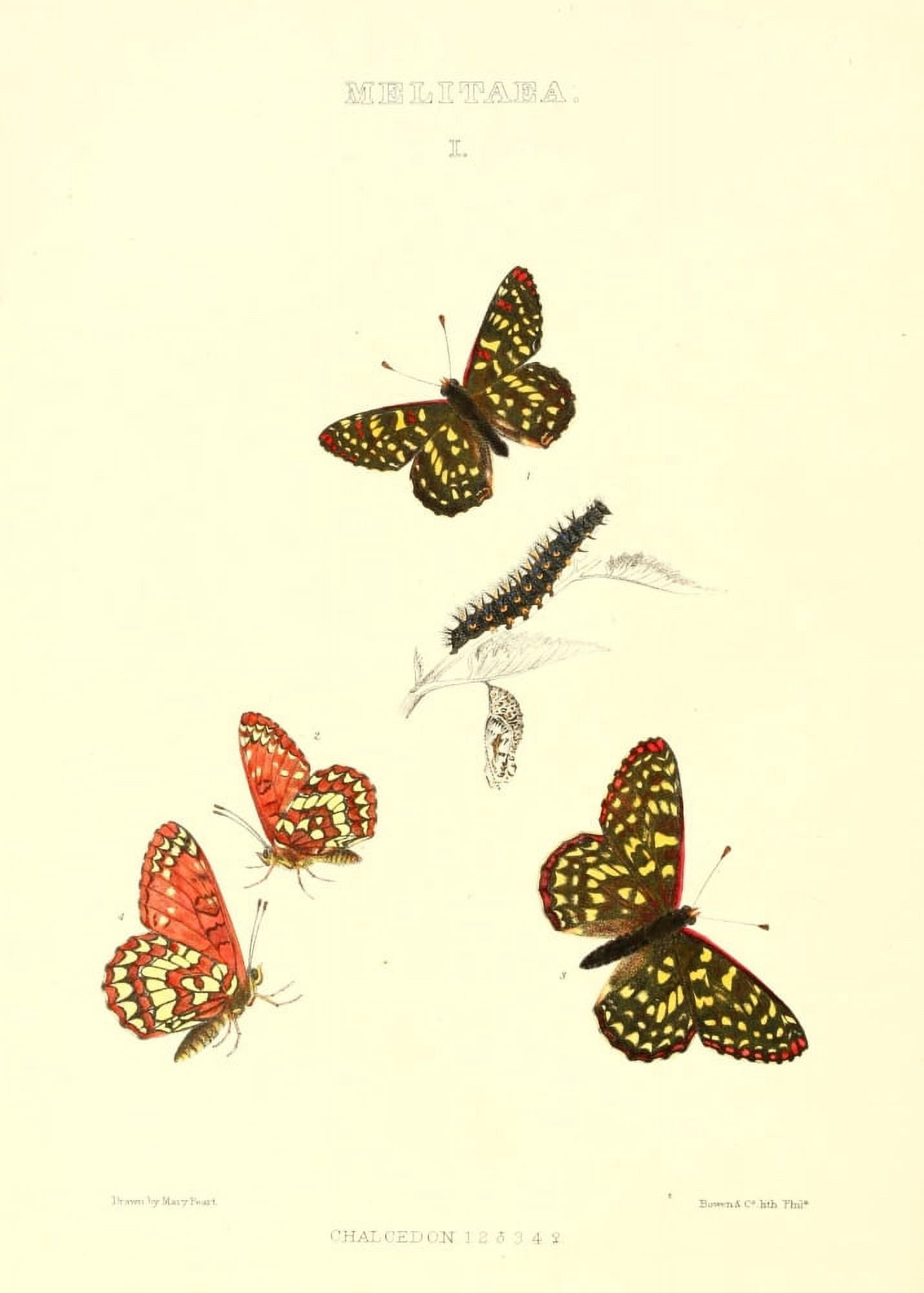 Posterazzi Synopsis of North American Butterflies 1979 Melitaea Canvas Art - Mary Peart (24 x 36)