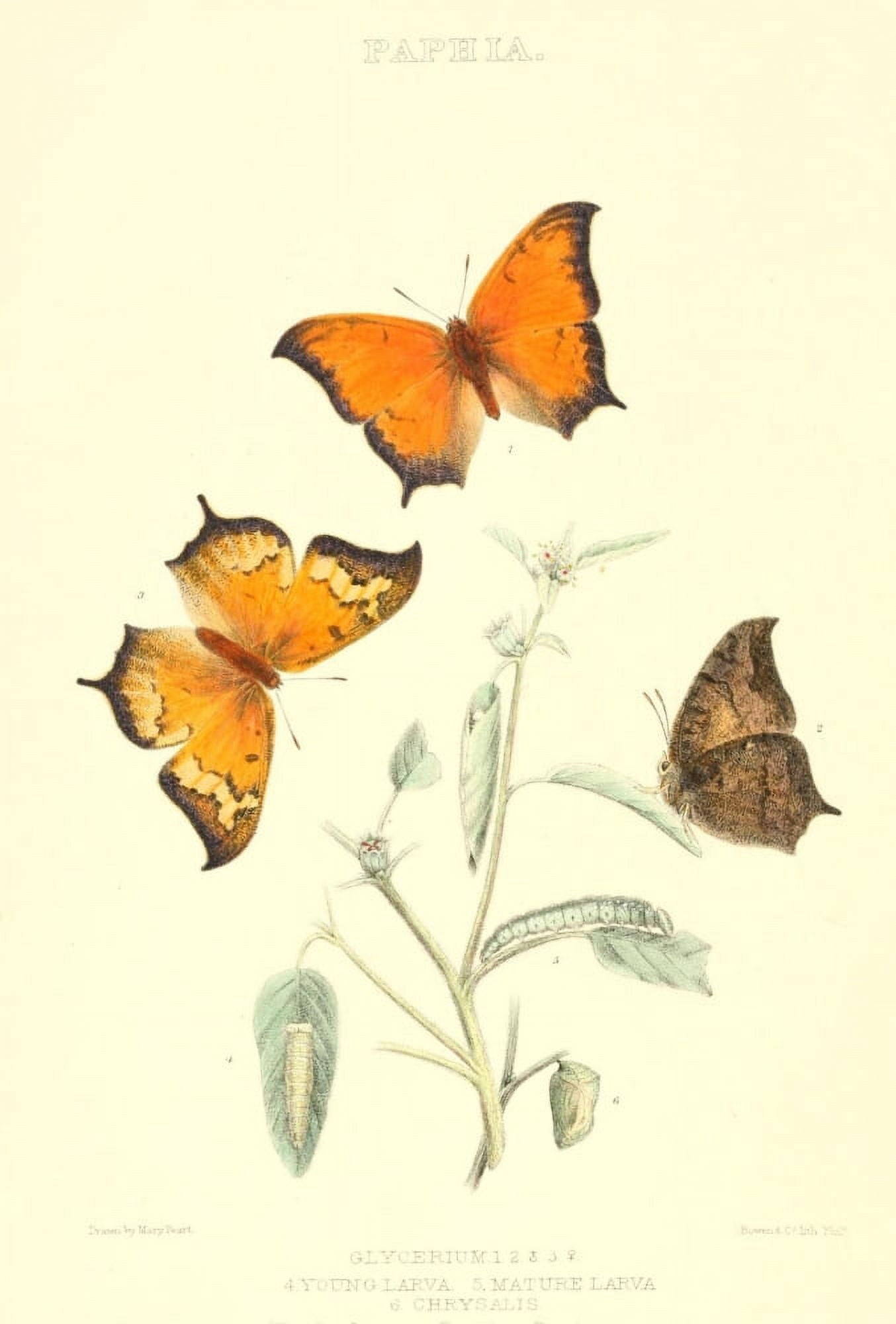 Posterazzi Synopsis of North American Butterflies 1979 Paphia Canvas Art - Mary Peart (24 x 36)
