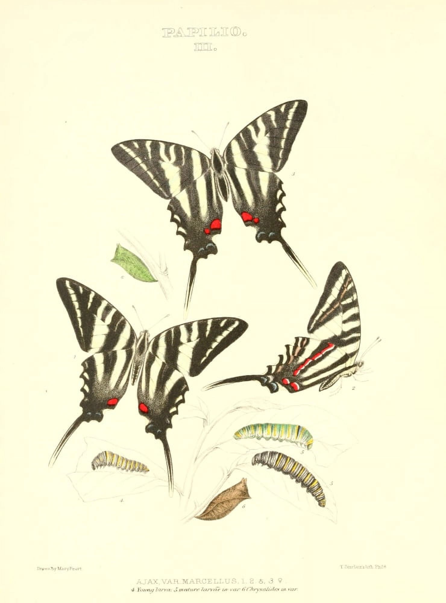 Posterazzi Synopsis of North American Butterflies 1979 Papilio 2 Canvas Art - Mary Peart (24 x 36)