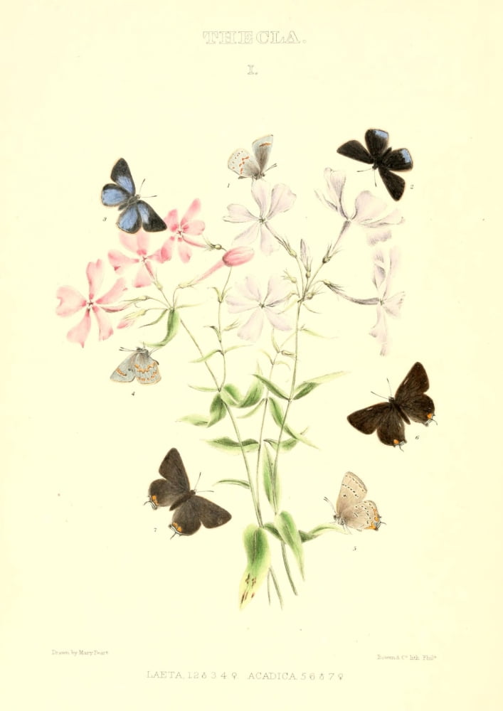 Posterazzi Synopsis of North American Butterflies 1979 Thecla 1 Canvas Art - Mary Peart (24 x 36)