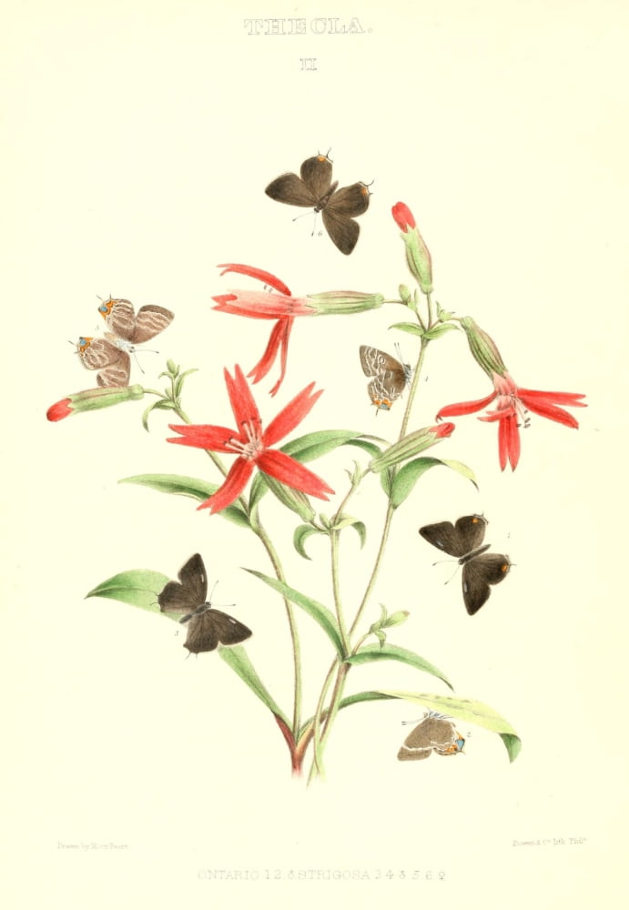 Posterazzi Synopsis of North American Butterflies 1979 Thecla 2 Canvas Art - Mary Peart (24 x 36)