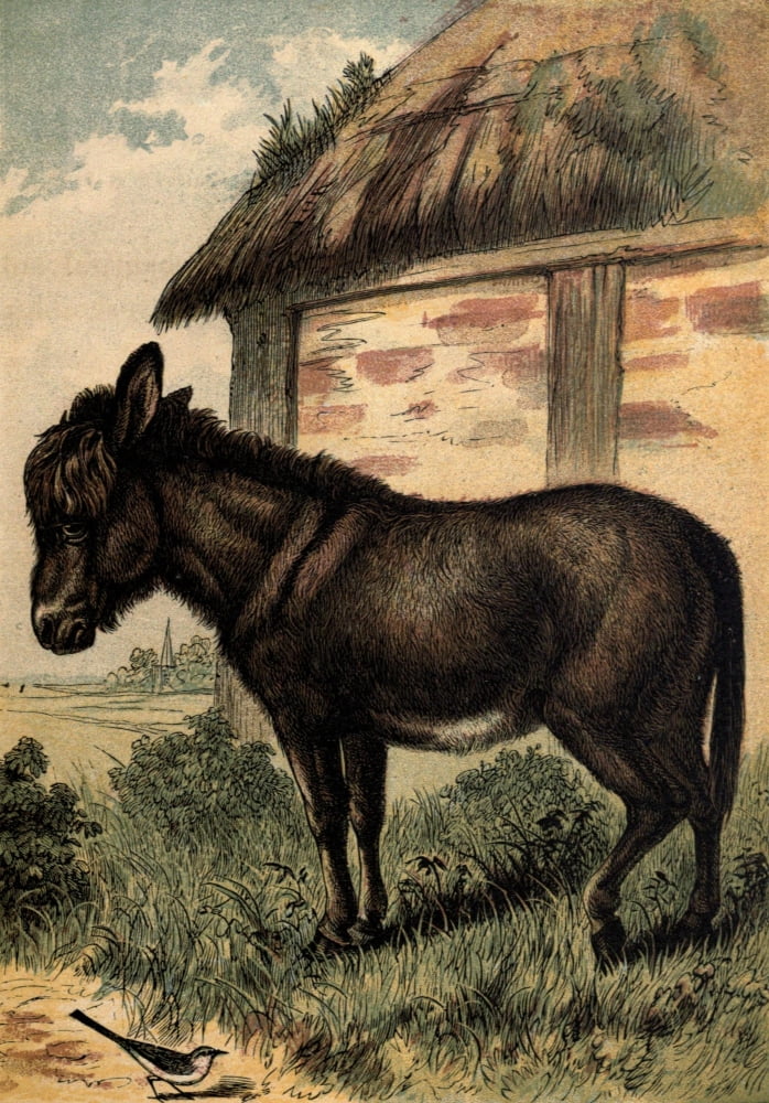 Posterazzi Tame Animals 1870 Ass Canvas Art - Unknown (24 x 36)
