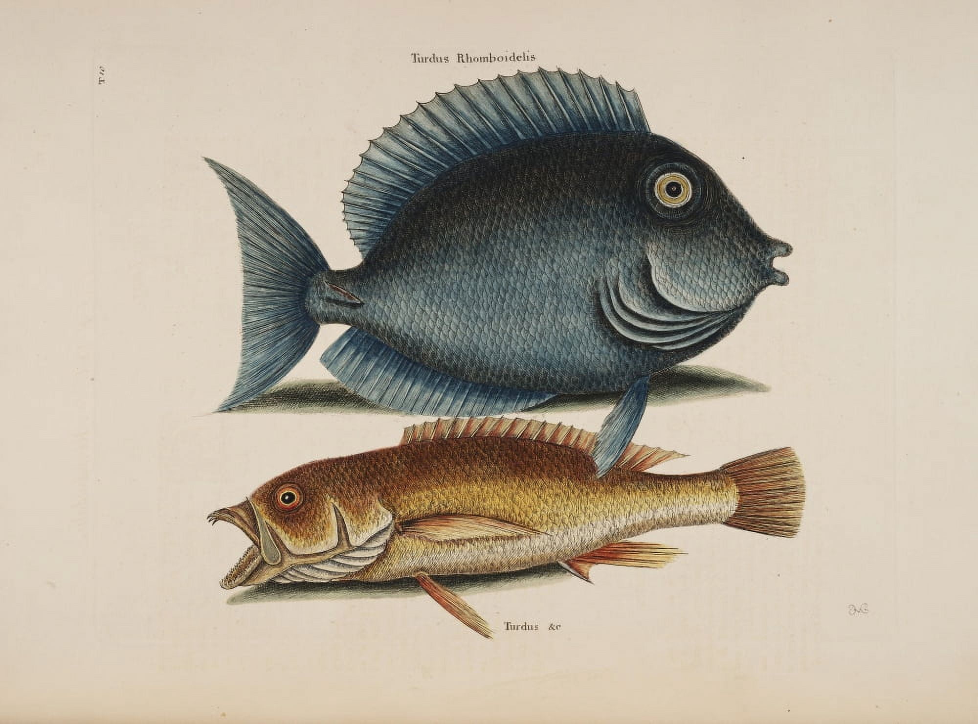 Posterazzi Tang Yellowfish Canvas Art - Mark Catesby (24 x 36)