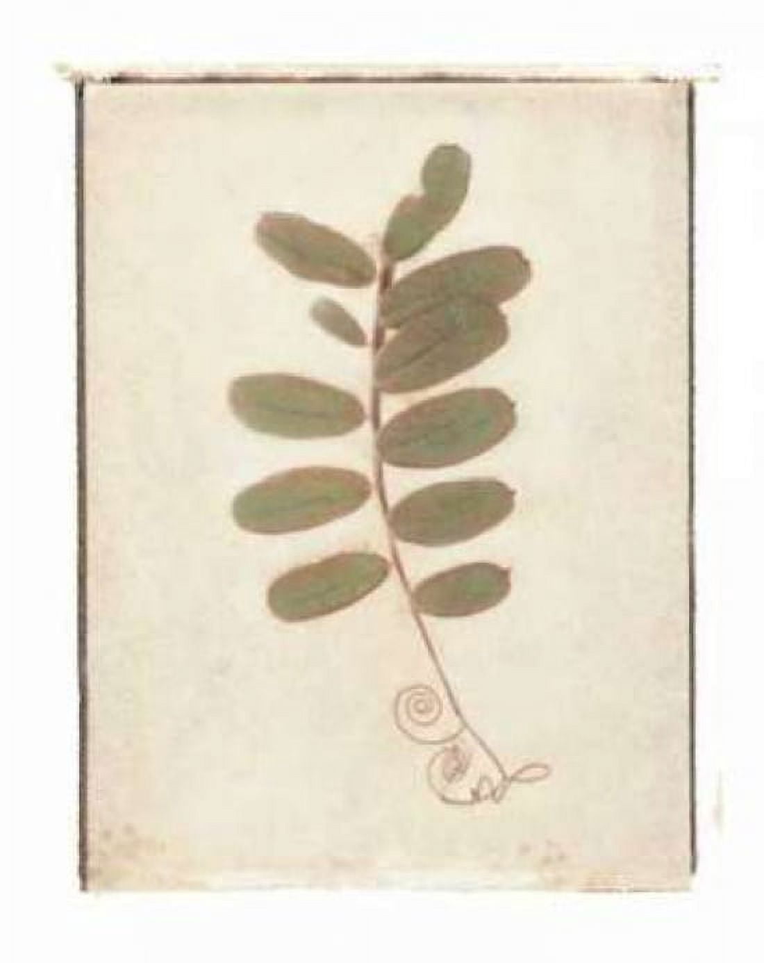 Posterazzi Tendril Canvas Art - Amy Melious (18 x 24)