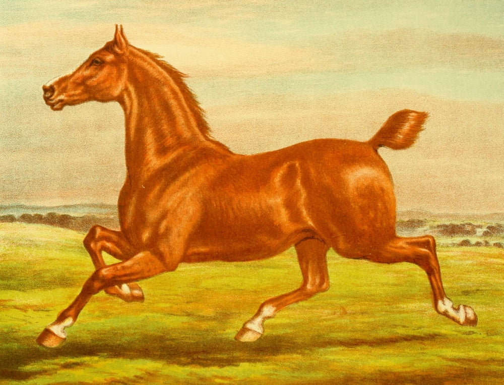 Posterazzi The Brookfield Stud 1891 Goldwave Canvas Art - Samuel J Carter (24 x 36)