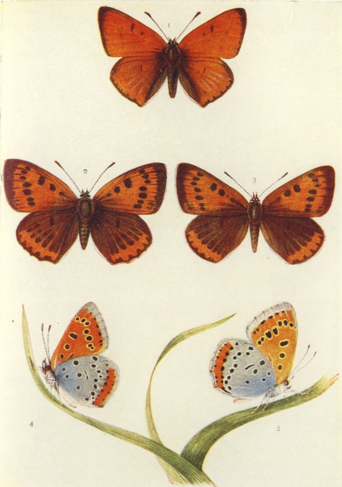Posterazzi The Butterflies of the British Isles 1928 Large Copper Canvas Art - Unknown (24 x 36)