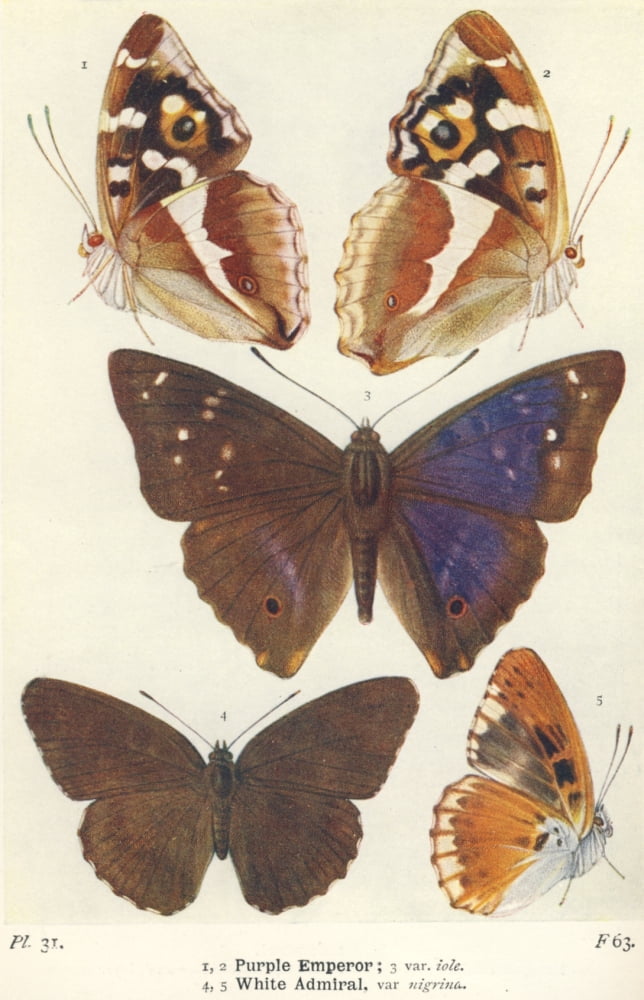 Posterazzi The Butterflies of the British Isles 1928 Purple Emperor & White Admiral Canvas Art - Unknown (24 x 36)