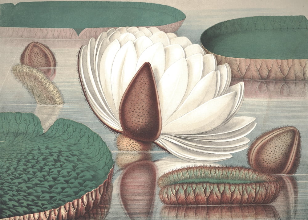 Posterazzi The Great Water Lily of America 1854 1 Canvas Art - William Sharp (24 x 36)