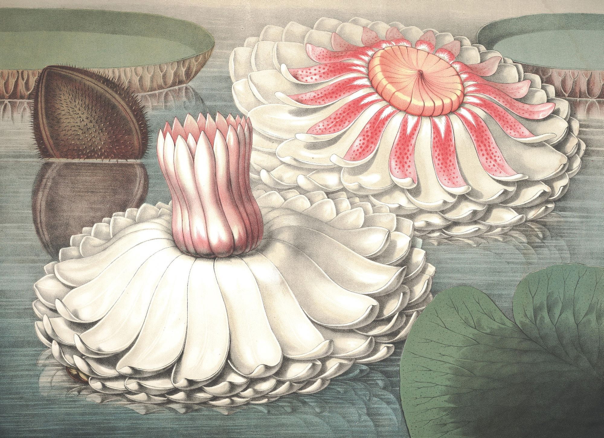 Posterazzi The Great Water Lily of America 1854 2 Canvas Art - William Sharp (24 x 36)