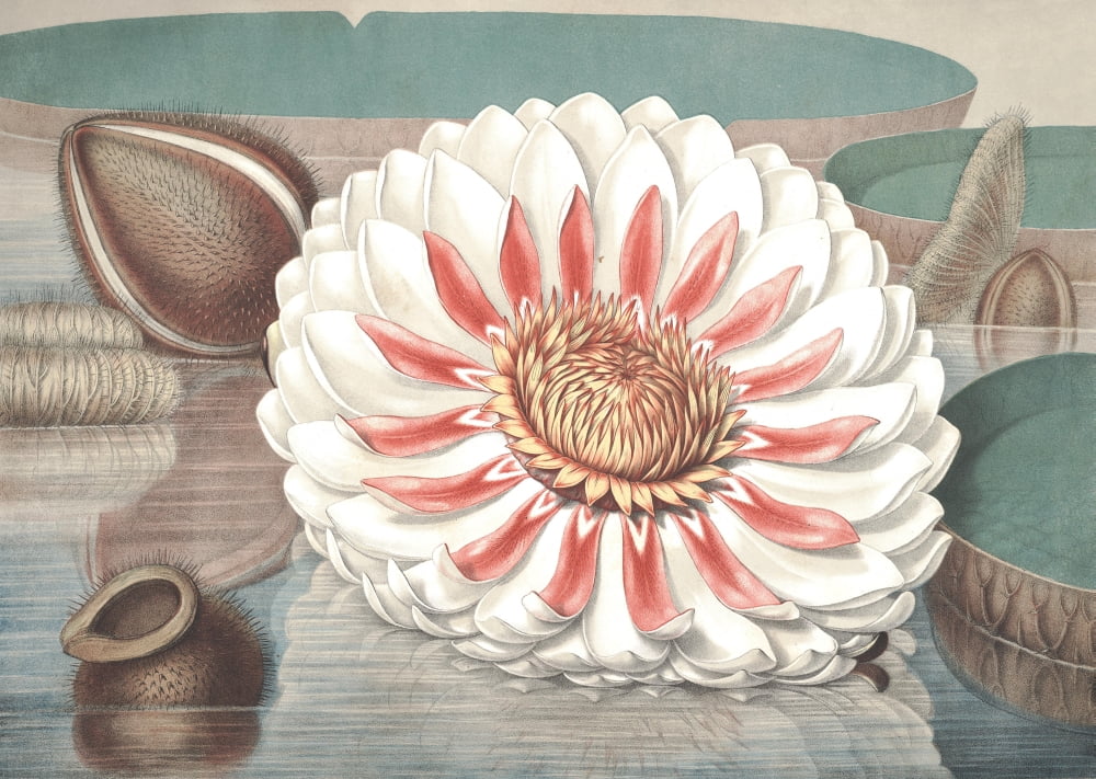 Posterazzi The Great Water Lily of America 1854 3 Canvas Art - William Sharp (24 x 36)