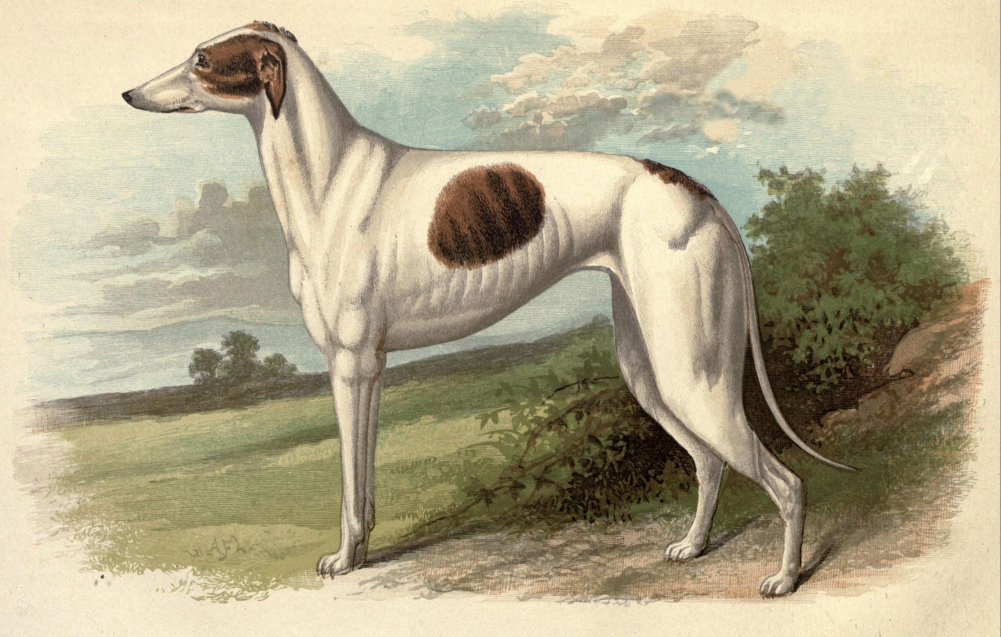 Posterazzi The Greyhound 1887 Greyhound Canvas Art - Unknown (24 x 36)