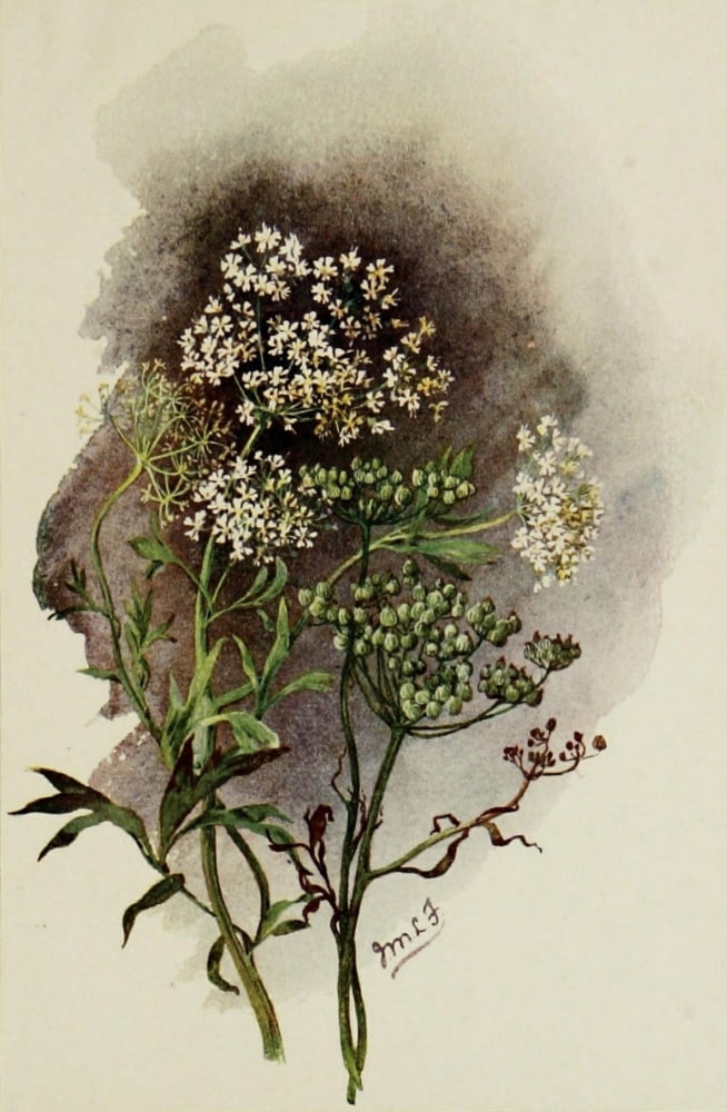 Posterazzi The Herb-Garden 1911 Anise in flower and seed Canvas Art - Isabelle Forrest (24 x 36)