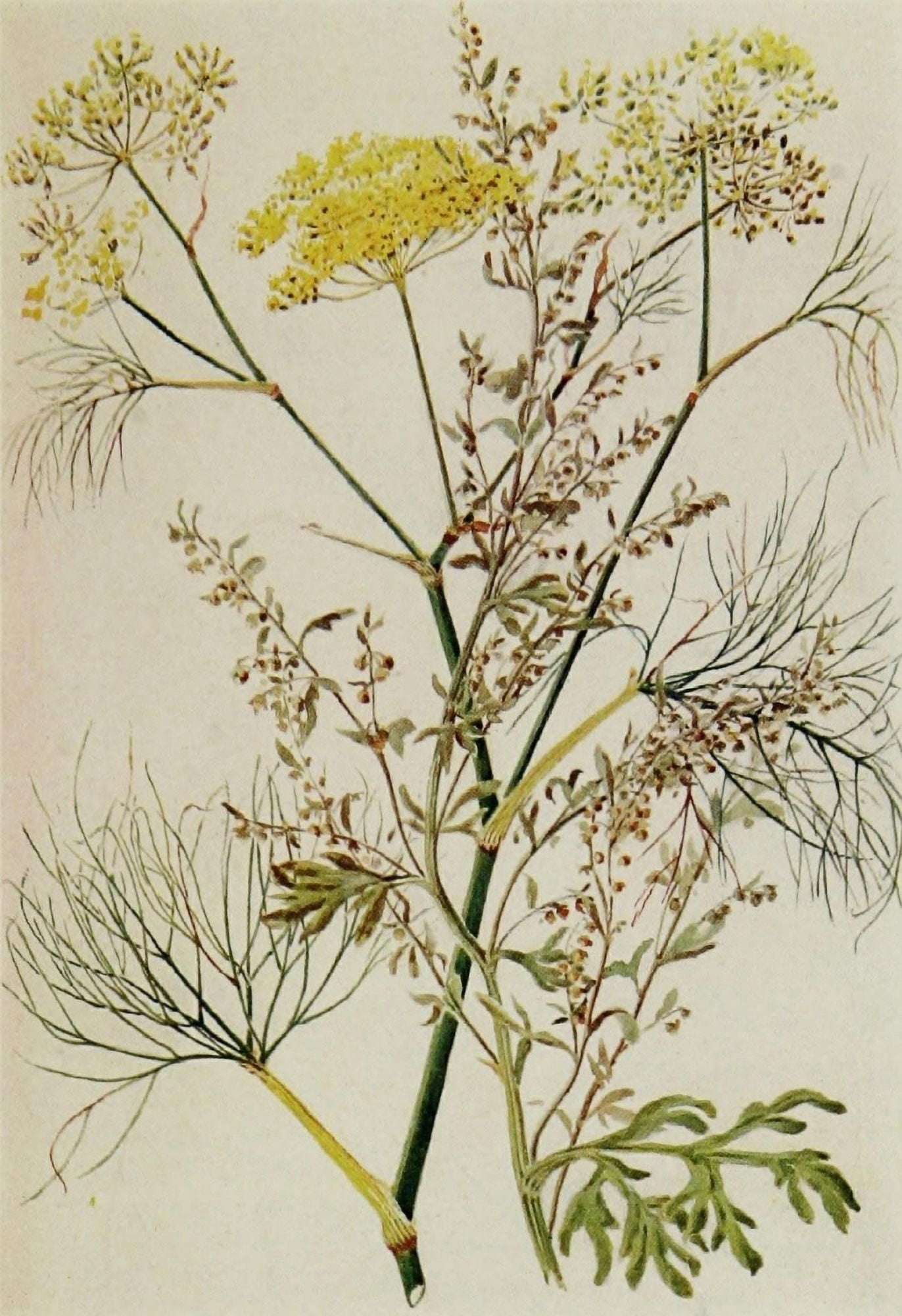 Posterazzi The Herb Garden 1911 Fennel & Tarragon Canvas Art - Florence Amherst (24 x 36)