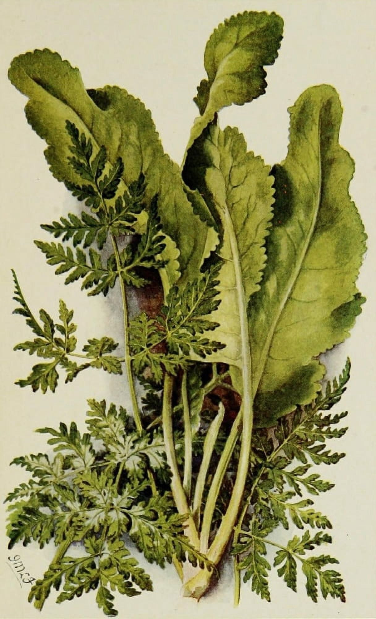 Posterazzi The Herb-Garden 1911 Sweet Cicely & Alecost Canvas Art - Isabelle Forrest (24 x 36)