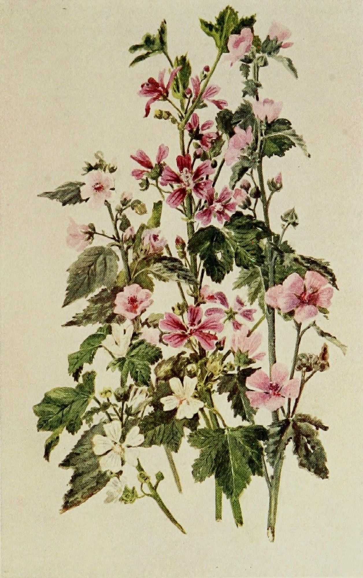 Posterazzi The Herb Garden 1911 Various Mallow Canvas Art - Florence Amherst (24 x 36)