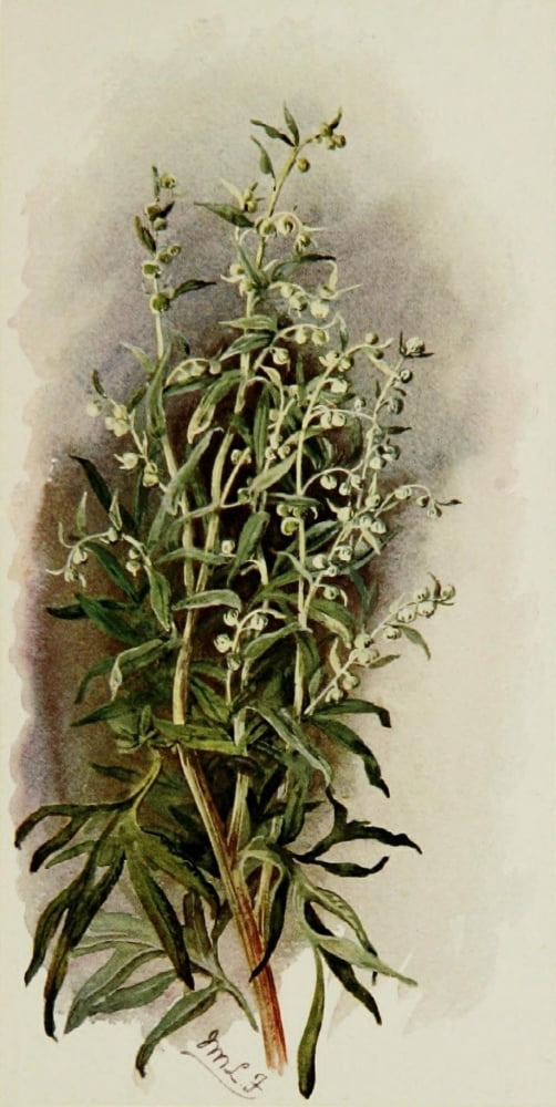 Posterazzi The Herb-Garden 1911 Wormwood Canvas Art - Isabelle Forrest (24 x 36)