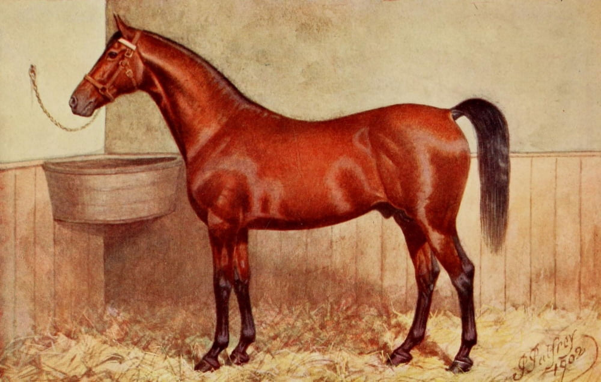 Posterazzi The Horse 1906 Cleveland Bay Speciality Canvas Art - Henry Powell Palfrey (24 x 36)
