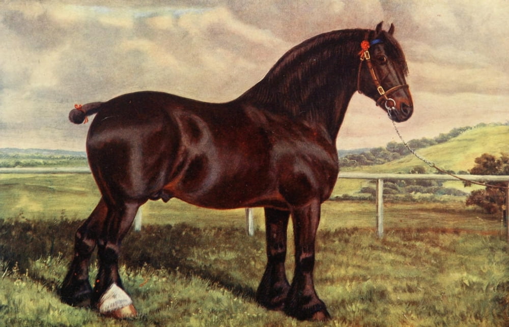 Posterazzi The Horse 1906 Clydesdale stallion Holyrood Canvas Art - Unknown (24 x 36)