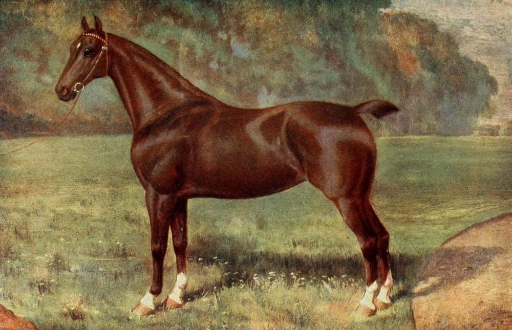 Posterazzi The Horse 1906 Hackney mare Lady Keyingham Canvas Art - Unknown (24 x 36)