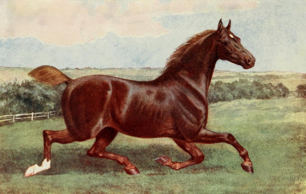 Posterazzi The Horse 1906 Hackney mare Ophelia Canvas Art - Unknown (24 x 36)