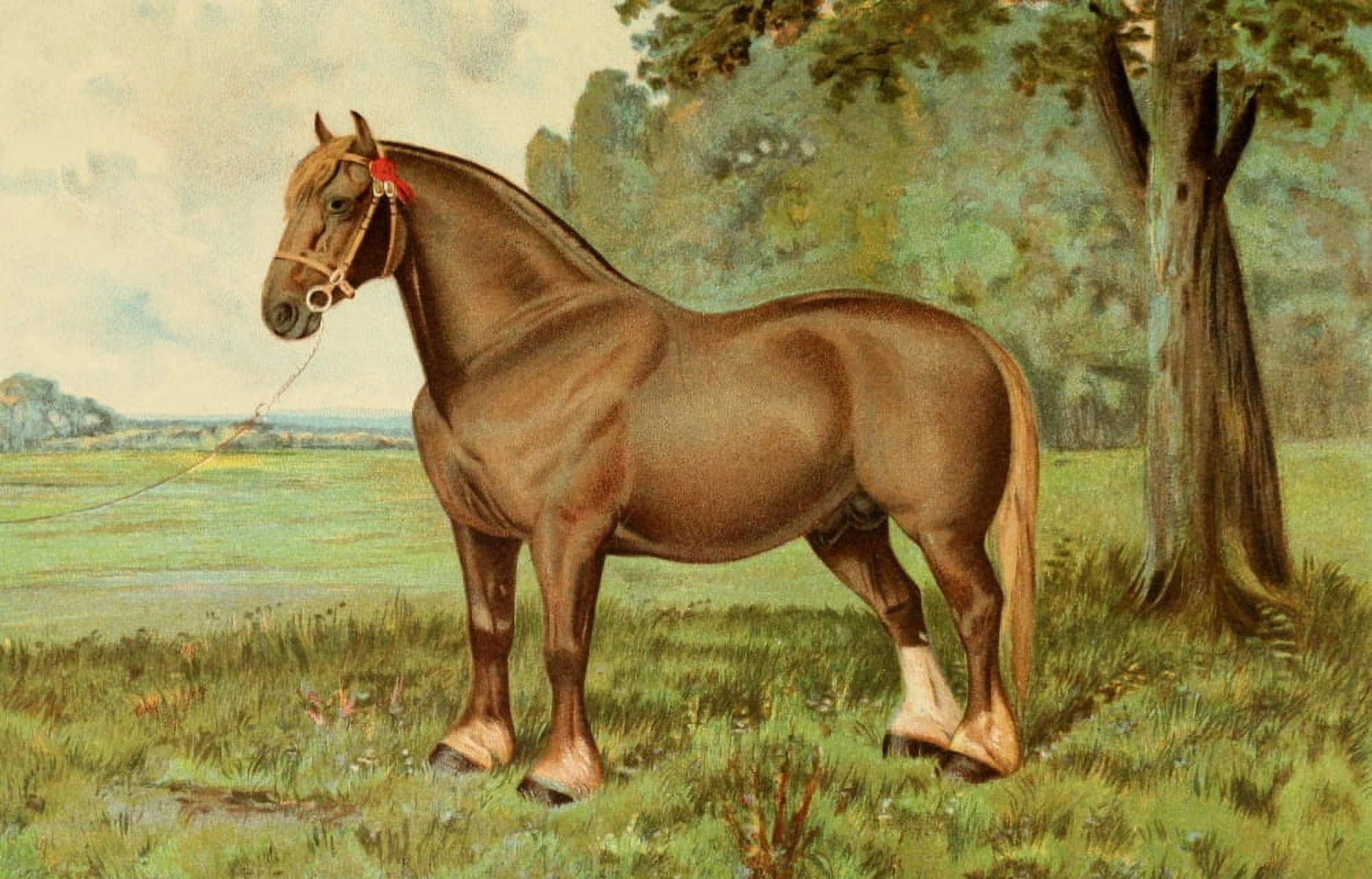 Posterazzi The Horse 1906 Suffolk stallion Ruler Canvas Art - Unknown (24 x 36)