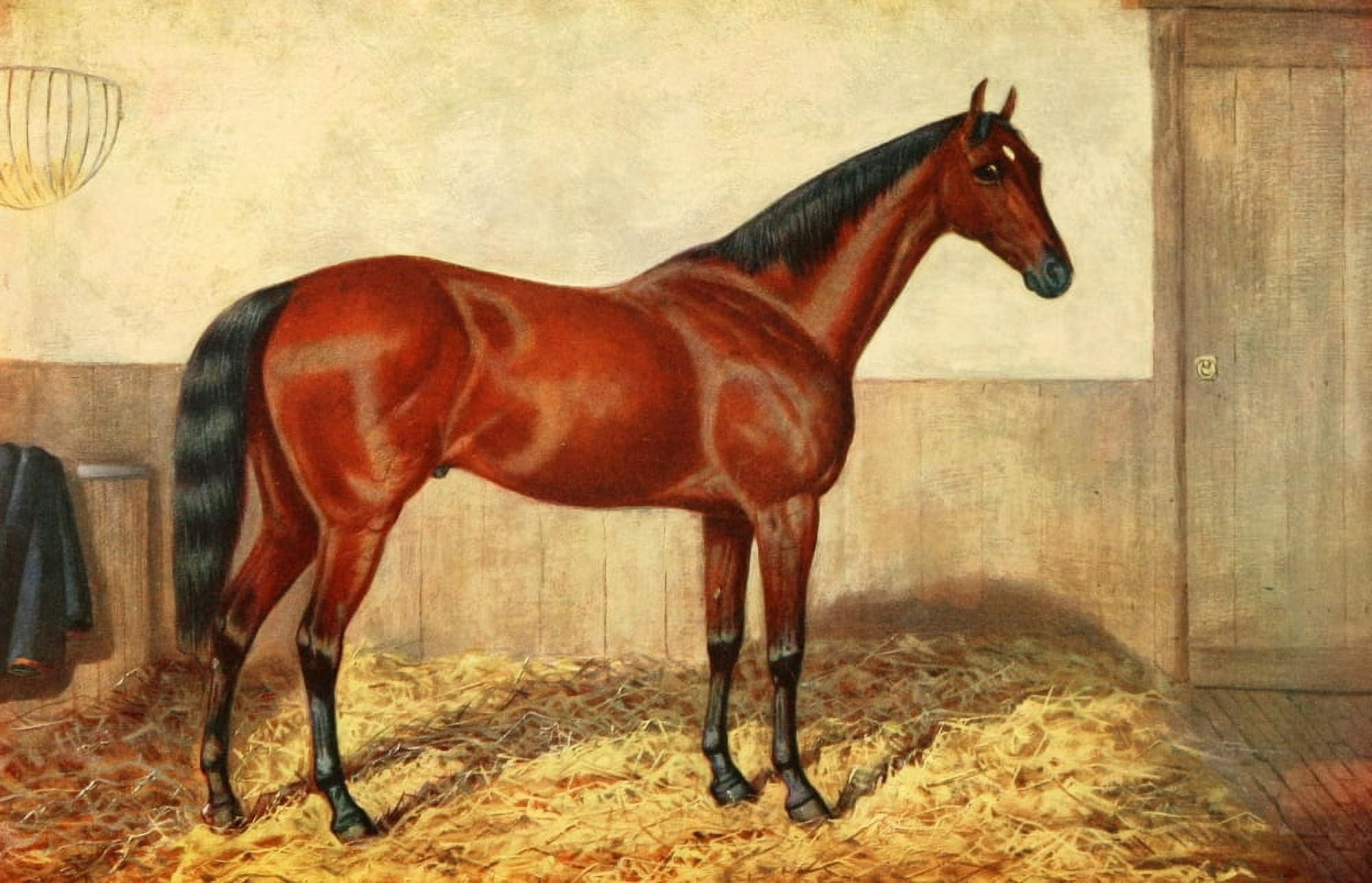 Posterazzi The Horse 1906 Thoroughbred Stallion St Simon Canvas Art - James Clark (24 x 36)