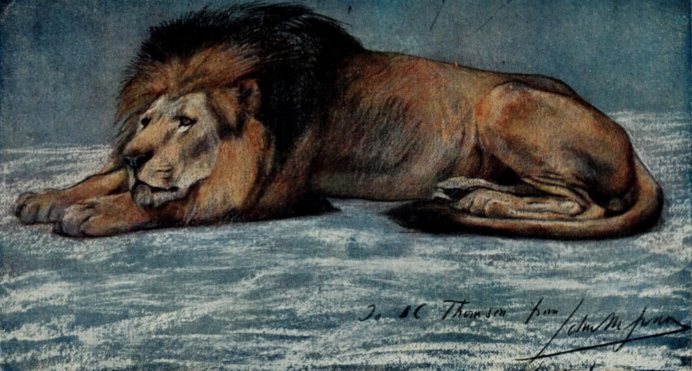 Posterazzi The International Studio 1910 Pastel Study of a Lion Canvas Art - John Macallan Swan (24 x 36)
