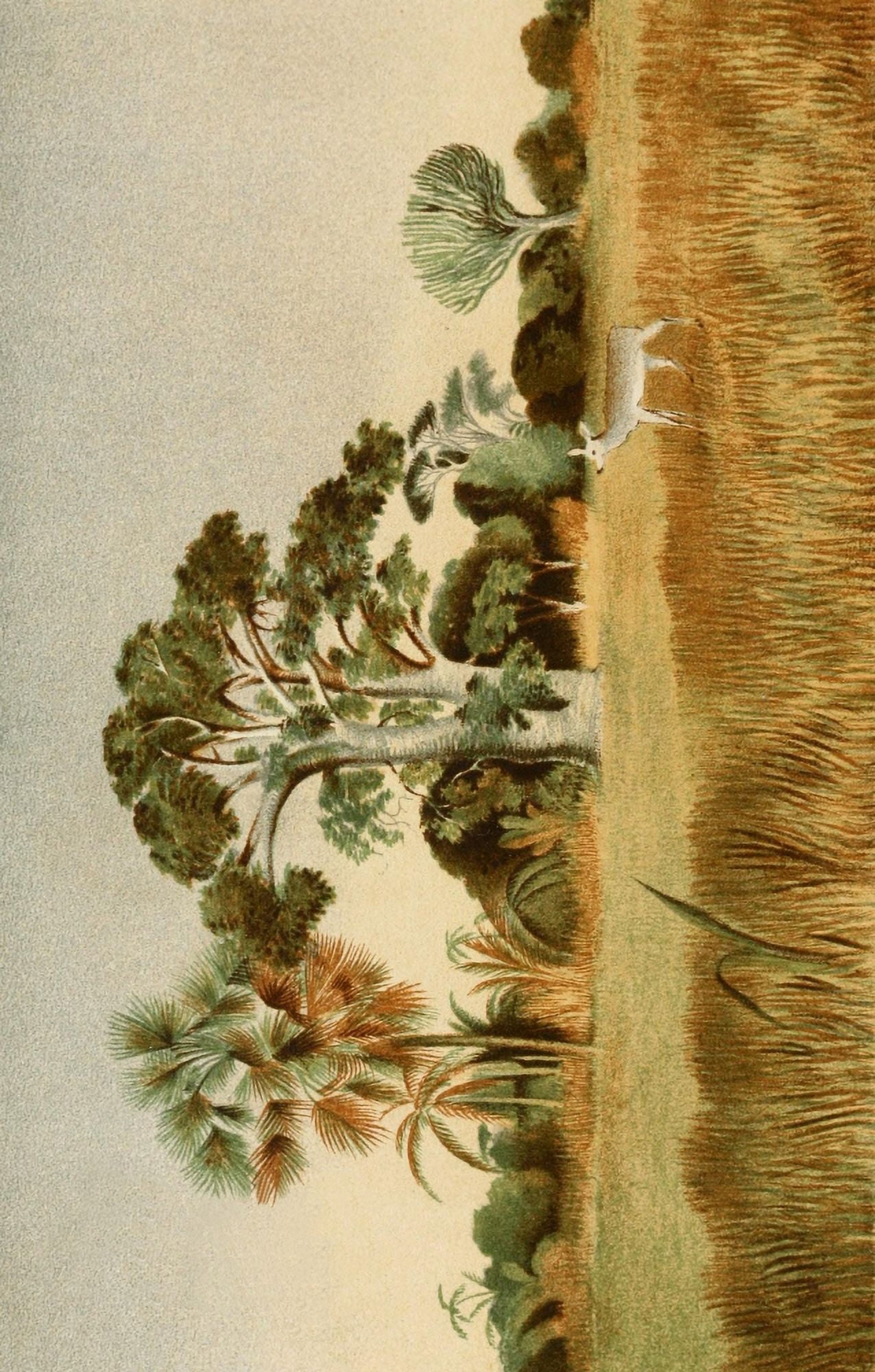 Posterazzi The Large Game & Natural History of South Africa 1875 Early morning on the banks of the Nkwavuma Canvas Art - Unknown (24 x 36)