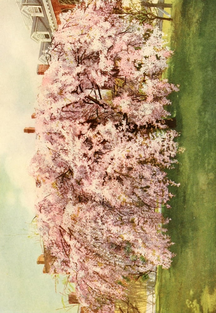 Posterazzi The Lure of Washington 1920 Springtime in Washington Canvas Art - Unknown (24 x 36)