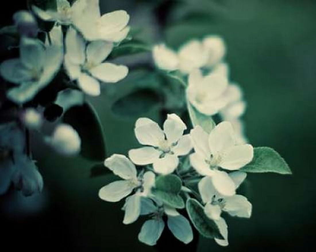 Posterazzi The Midnight Garden II Canvas Art - Irene Suchocki (24 x 30)
