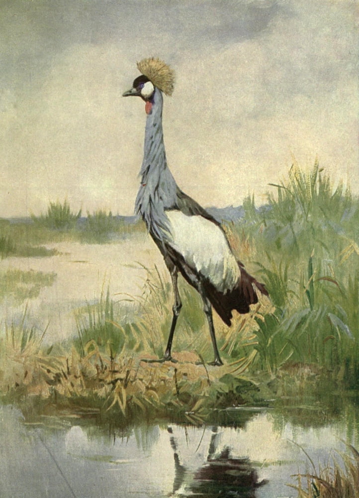 Posterazzi The Peoples Natural History 1903 Crowned Crane Canvas Art - Unknown (24 x 36)